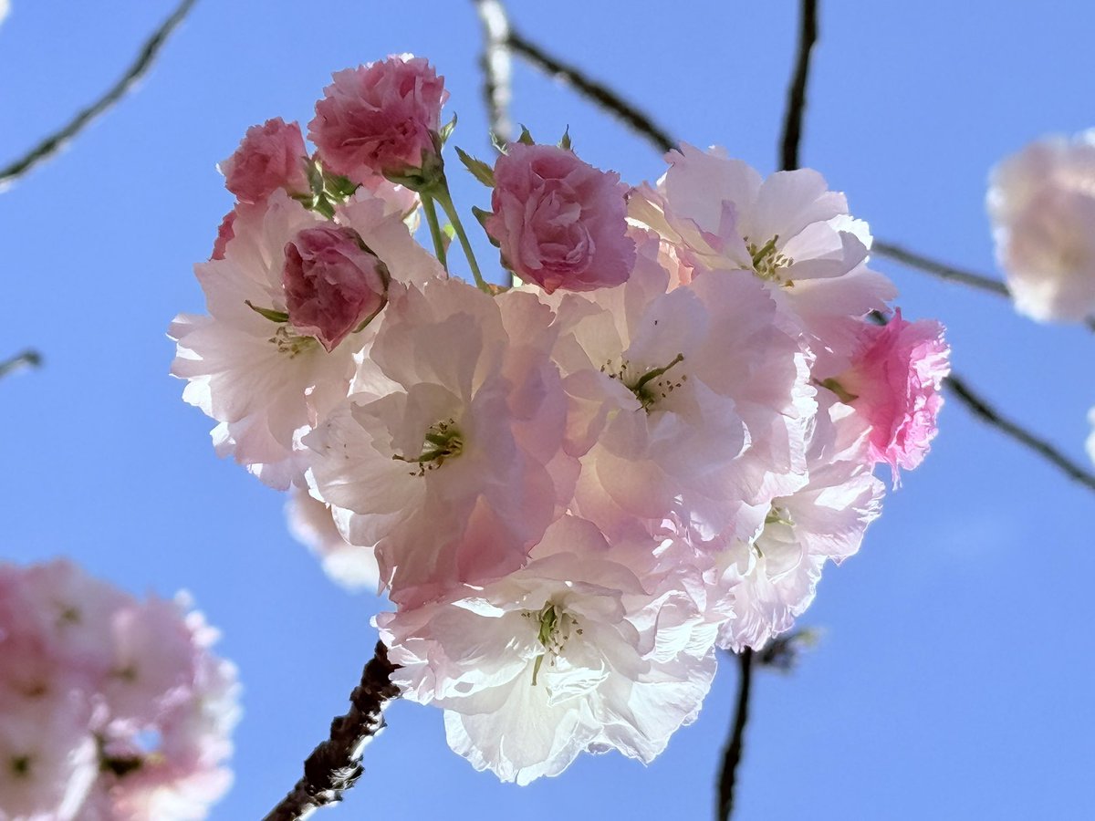 すずゆぅ🥕🦉🍞 tweet media