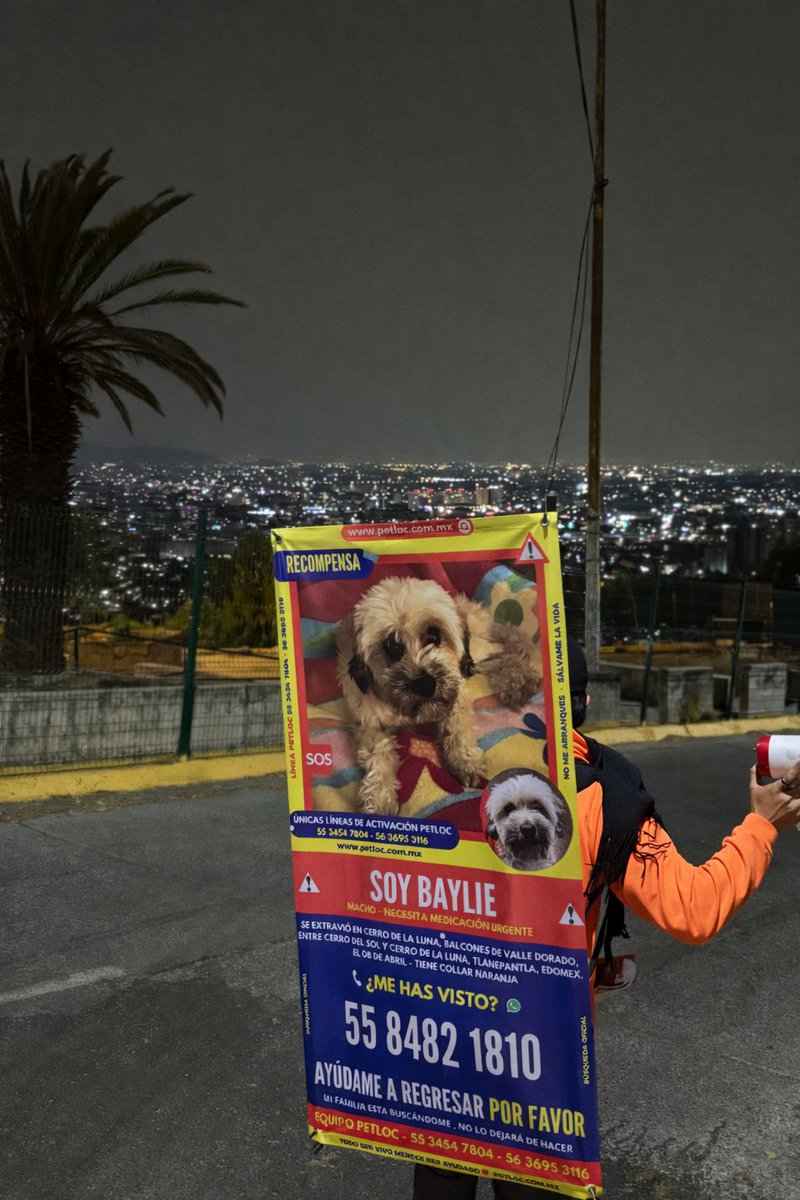 PetlocMX's tweet photo. 🚨BUSCAMOS A BAYLIE🚨
Se extravió en Balcones de Valle Dorado, entre Cerro del Sol y Cerro de la Luna, Tlalnepantla, EDOMEX
Lleva collar naranja🐶
Si tienes información, comunícate al:
📞55 8482 1810
🔁Comparte, alguien puede haberlo visto
#PerroExtraviado #Tlalnepantla #PetLoc🐶 https://t.co/F3Gtk107KU