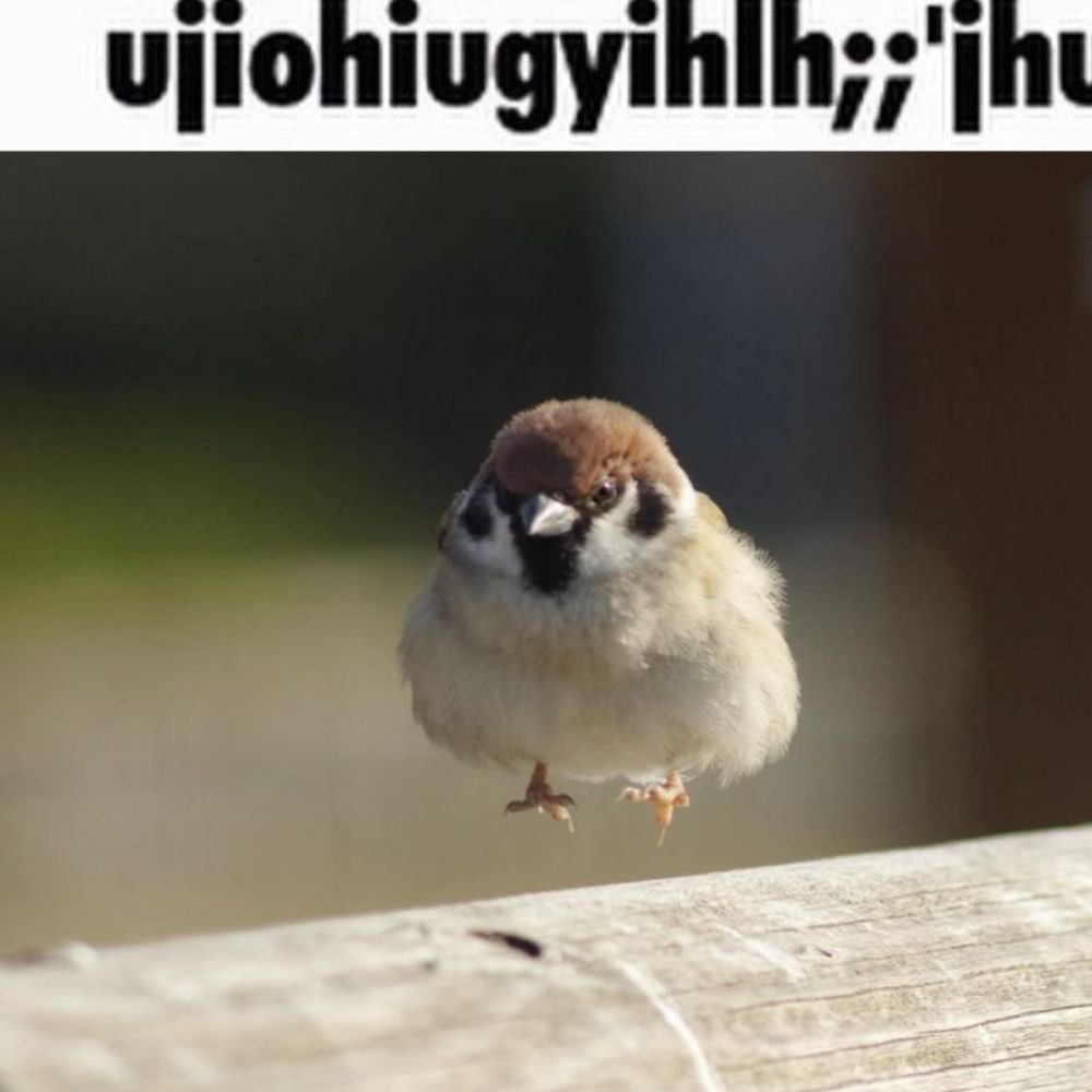 Dove † • Vittorino of shedtwt • † tweet media