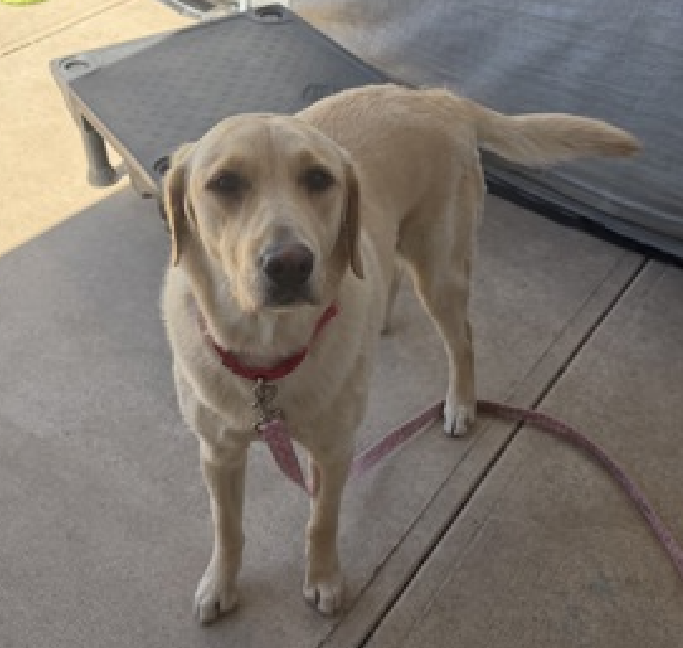 NMBewitched's tweet image. Huan Huan💔🎯 
New Dog on the Block 
nycacc.app/#/browse/244394
Rescue Only 
#FosterMe 
#Pledge4Rescue 

Her name means Joy Joy🤗
Affectionate, playful, loving &amp;amp; really scared 

Joy needs a playmate, a🥎, someone who jogs
Very polite &amp;amp; well mannered 
This is a ghastly determination