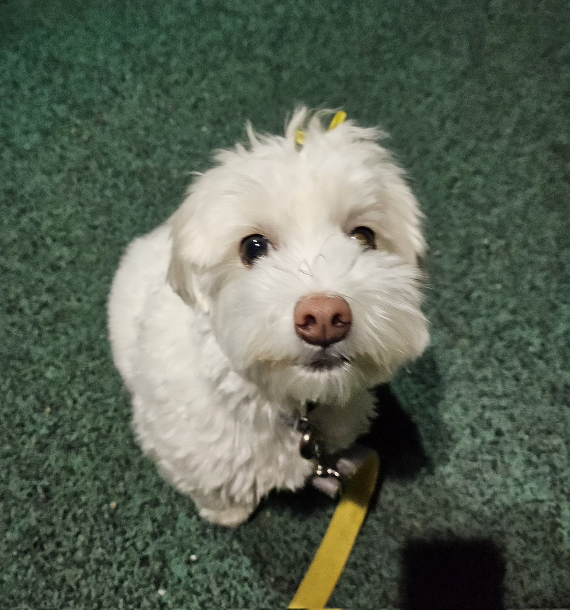 고려 향유 tweet media