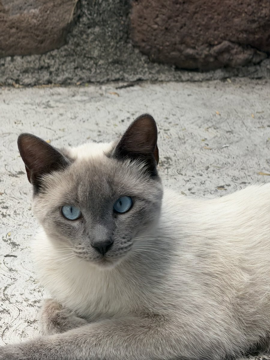 Artu 🐱 tweet media