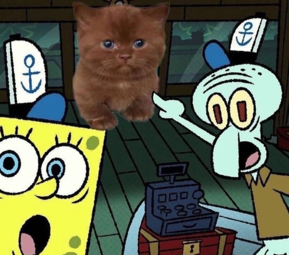 gatos fazendo gatices tweet media