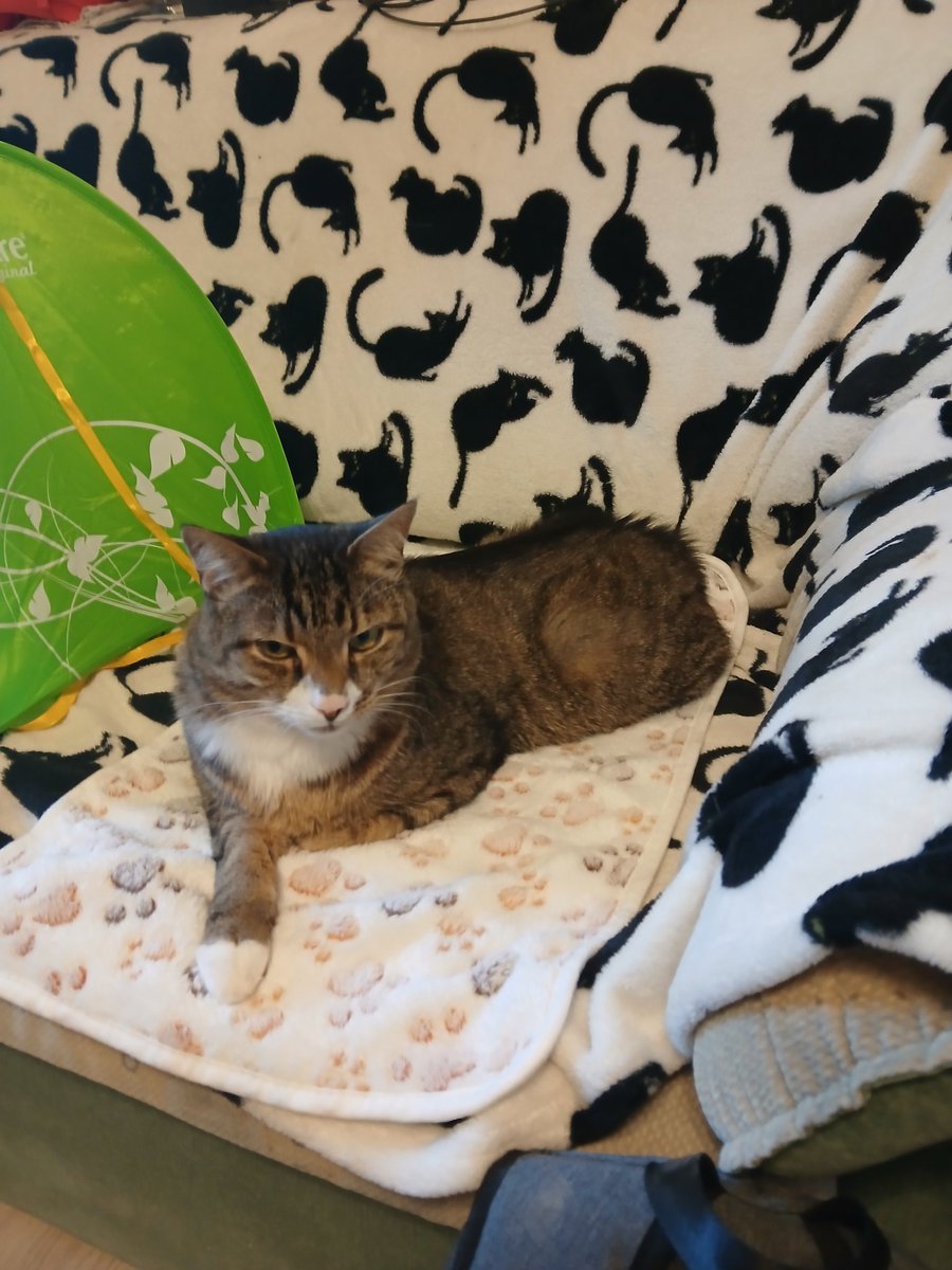 Бессловесный манкурт tweet media