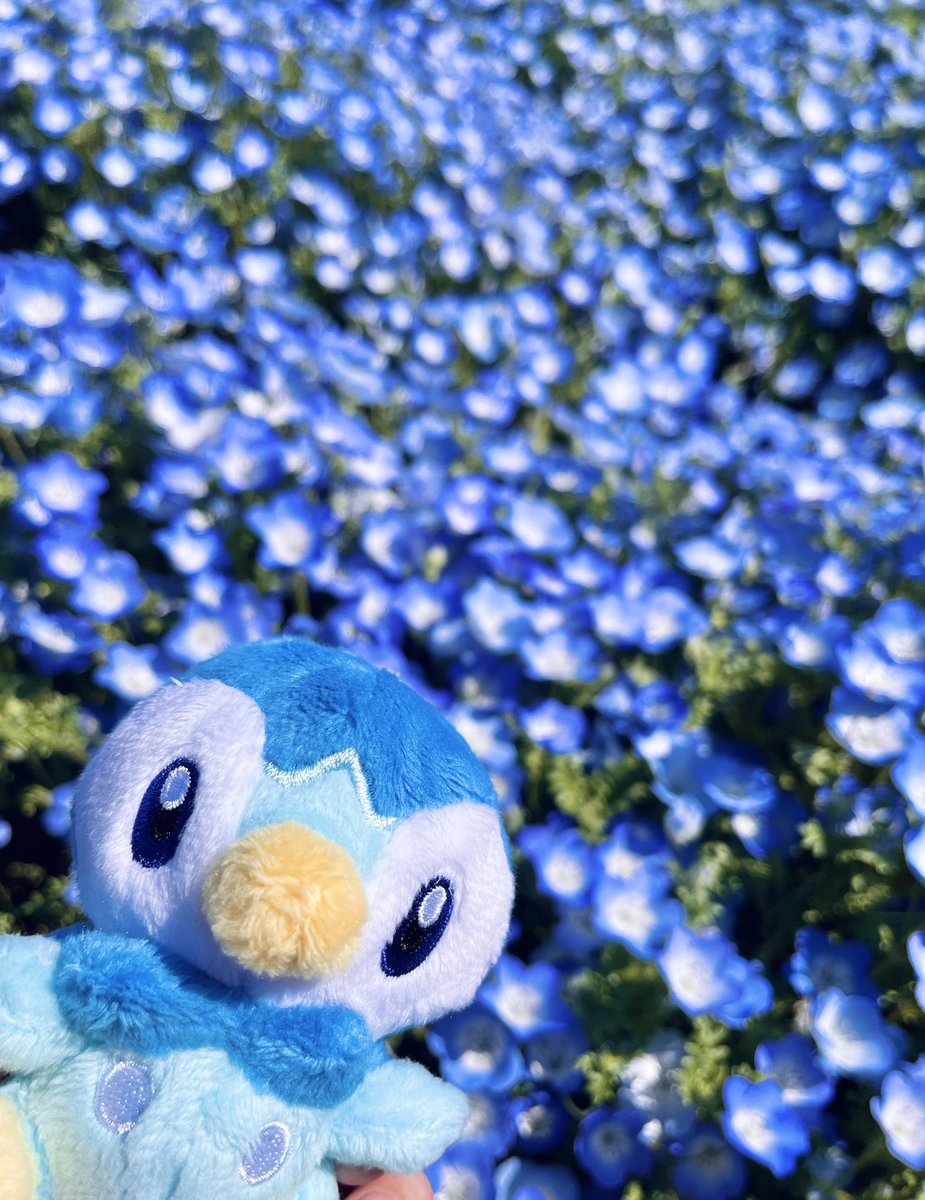 ぺんぺこ🐧 tweet media