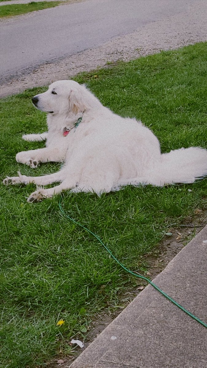 Anna The Pyrenees tweet media