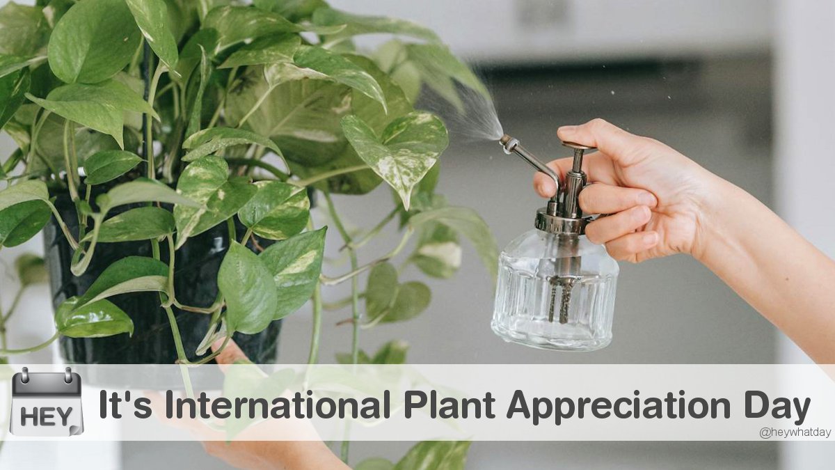 HeyWhatDay's tweet image. It's International Plant Appreciation Day! 
#PlantAppreciationDay #InternationalPlantAppreciationDay #Plant