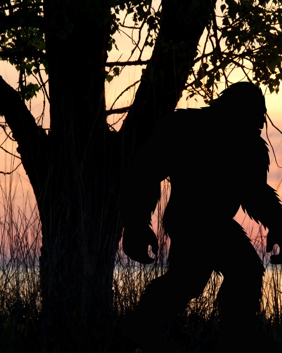 Rondeau_PP's tweet photo. Spotted in Rondeau! After a long day of hiking, Bigfoot took advantage of the open campground and rested their feet for the night! π£ βΊ
Follow Bigfoot's lead with day hikes, overnight camping or both!
https://t.co/eHIejYgd86
#visitck https://t.co/gul7b6LGjz