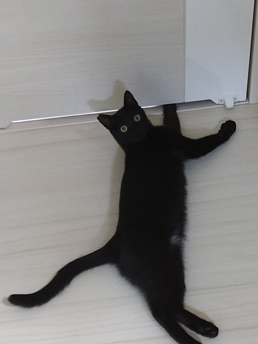 N_Suroko's tweet image. Sharing my cats with the world 🐾
“Cat caught red-handed🐈...”
#cats　#meow
