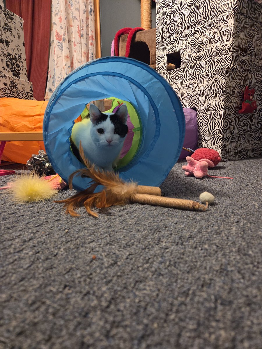 TheSprinklesCat's tweet image. Having a #MovingMonday while playing in my tunnels and making a #KittyLoafMonday, too! Hope mew have a purrfect day! #cowcat #CatsofTwitterX #AdoptDontShop #StaySafeFurrends
