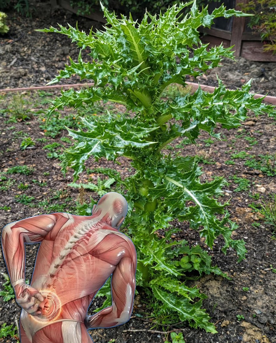 Doctor natural care tweet media