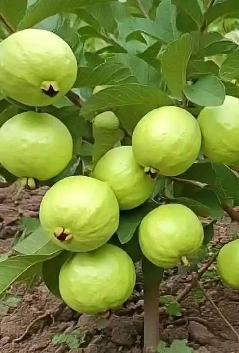 Doctor natural care tweet media