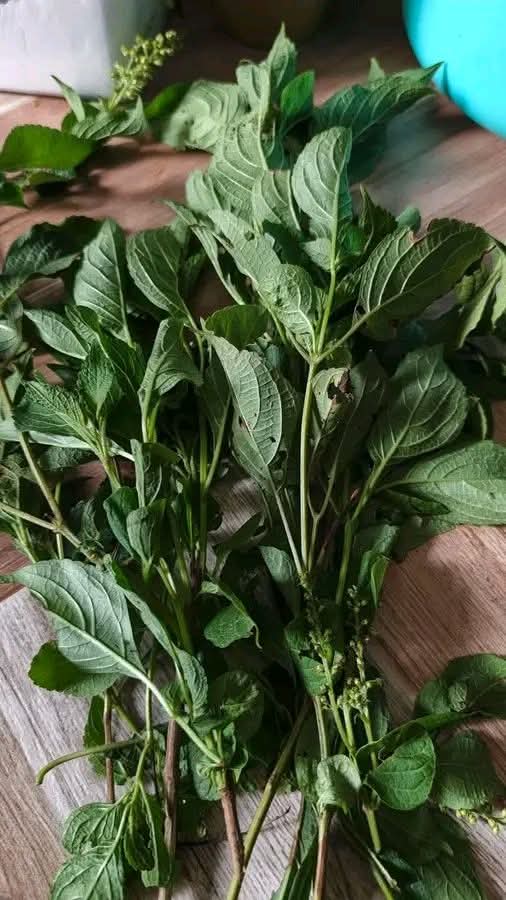 Doctor natural care tweet media