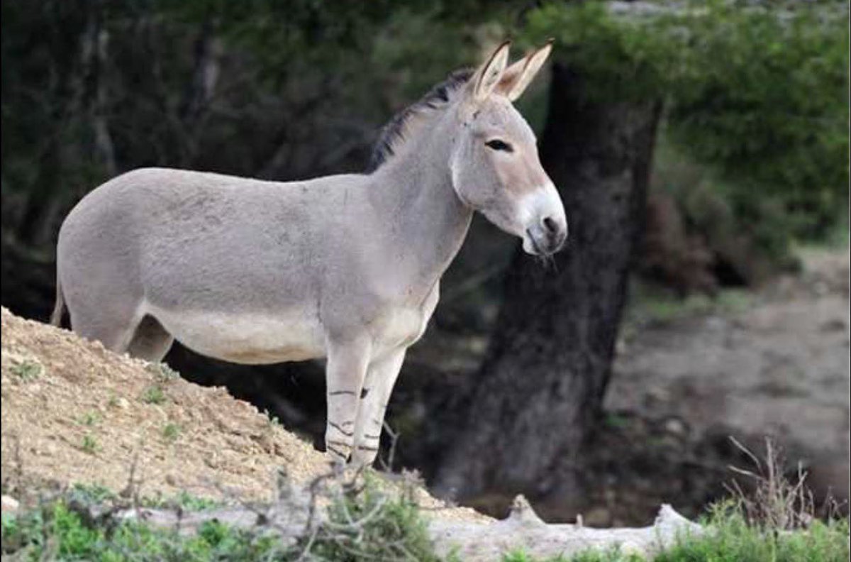 محمد tweet media