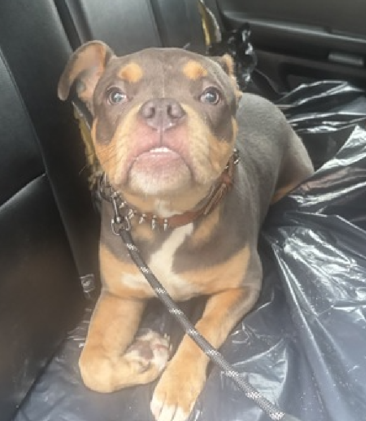 NMBewitched's tweet image. Chipsy Hoy💔🎯
New Dog on the Block 
nycacc.app/#/browse/251383 
#AdoptMe 

Another #PuppyLove only 8mos old 
1 photo, being dumped 
ACC has not even bothered to give us any notes🙄
What do they care? 

Chipsy Hoy
Would enjoy a family that will give him security, stuffies, balls,