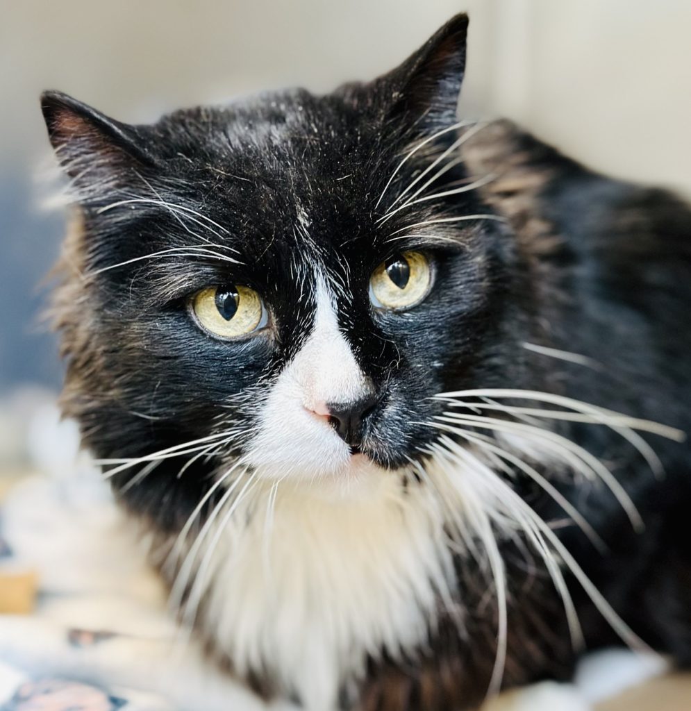 Check out the ADORABLE pets available for adoption at the Ocean County Animal Facilities in Jackson and Man ocv.im/V9CZHcT