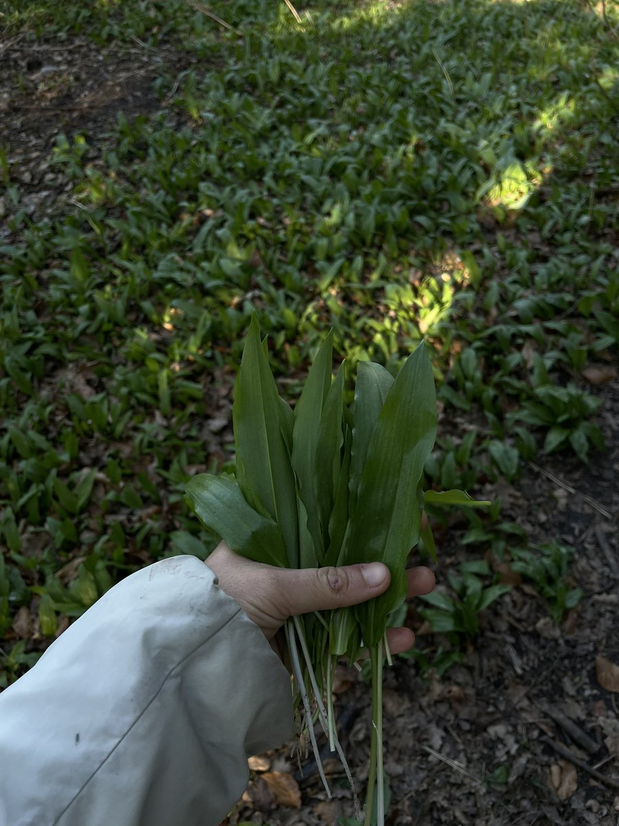 Sealseal tweet media