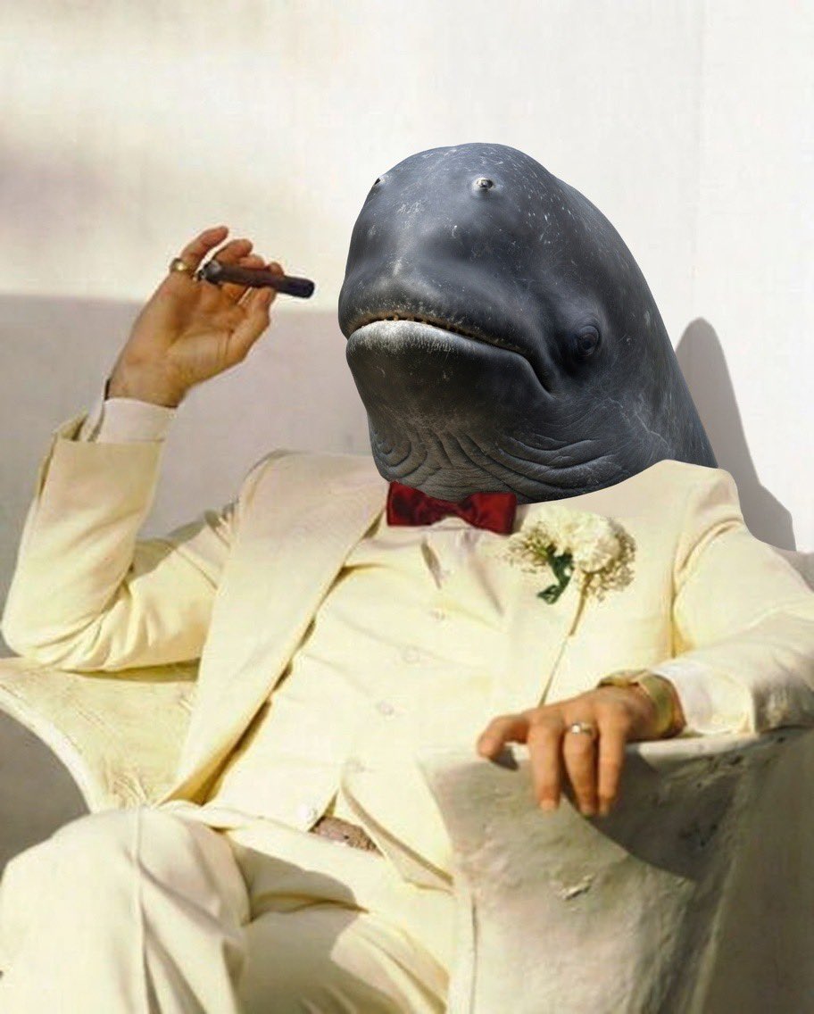 ❄️𝚝𝚘𝚗𝚢𝚖𝚘𝚘𝚗𝚝𝚊𝚗𝚊❄️ tweet media