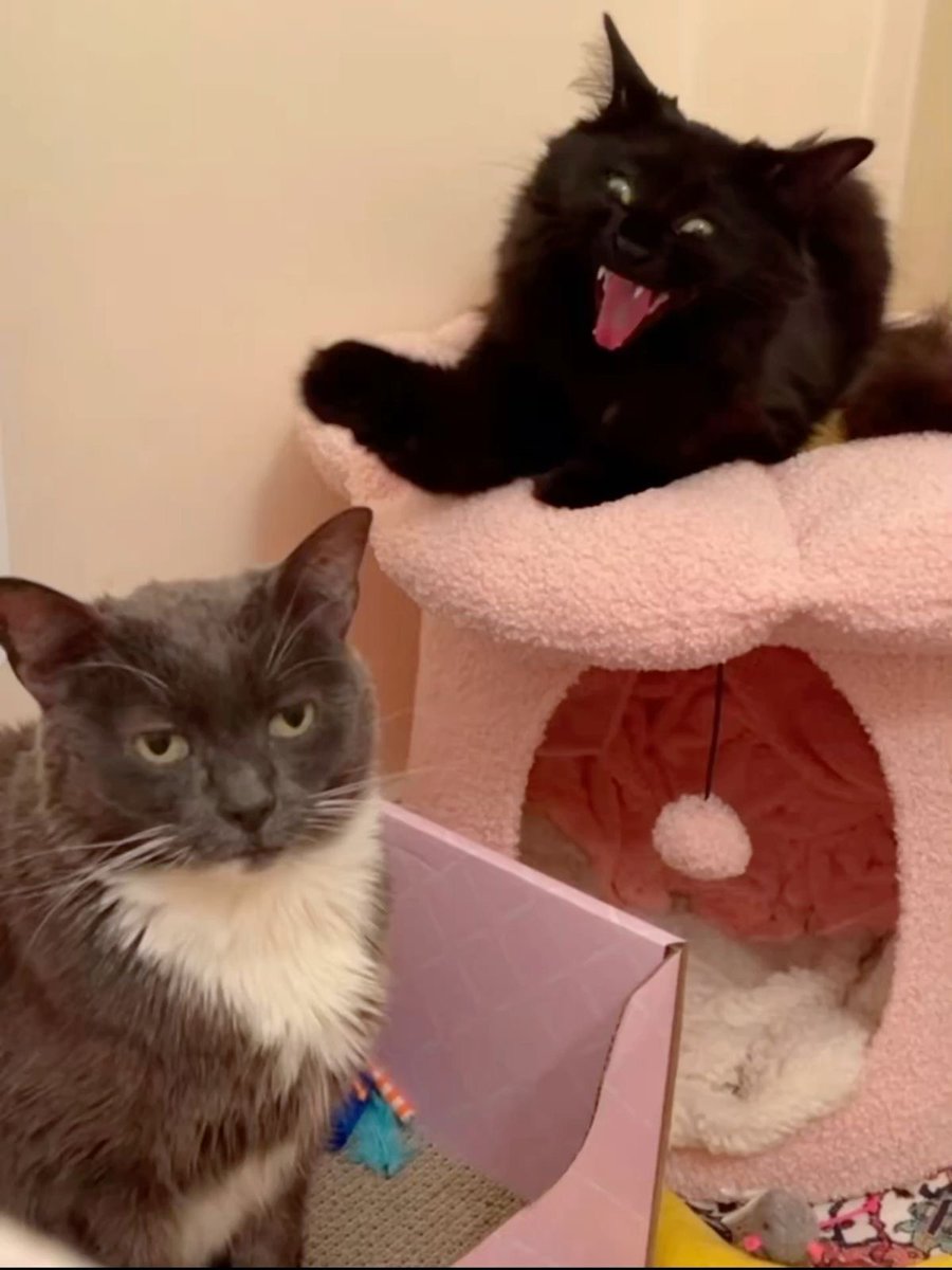 M𝕚𝕣 tweet media