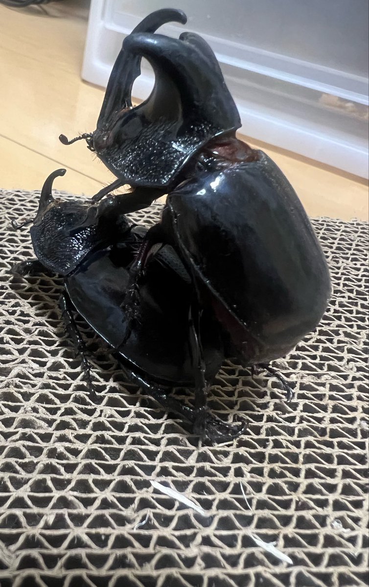 えんかうんと tweet media