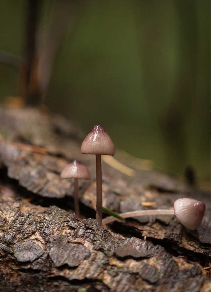 Alison Atwell tweet media