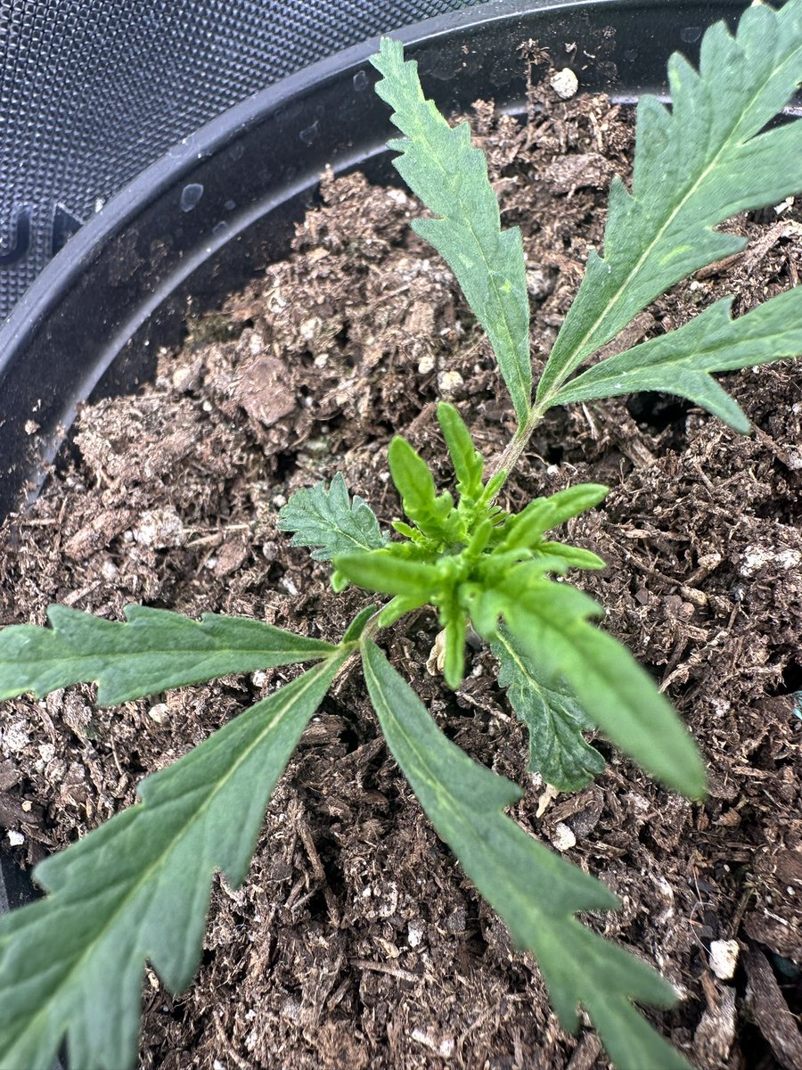 •mᥱᥣ᥆ძᥡ• tweet media