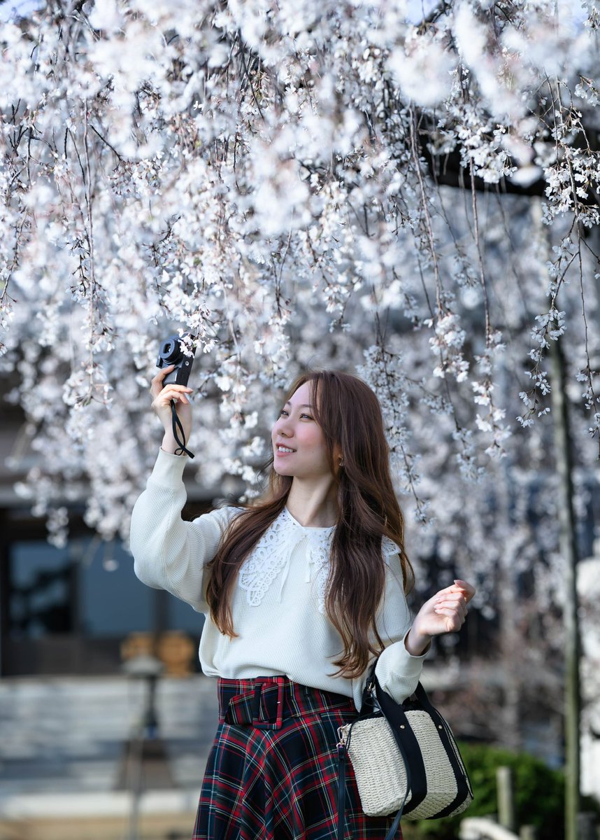 枝垂れ桜と🌸