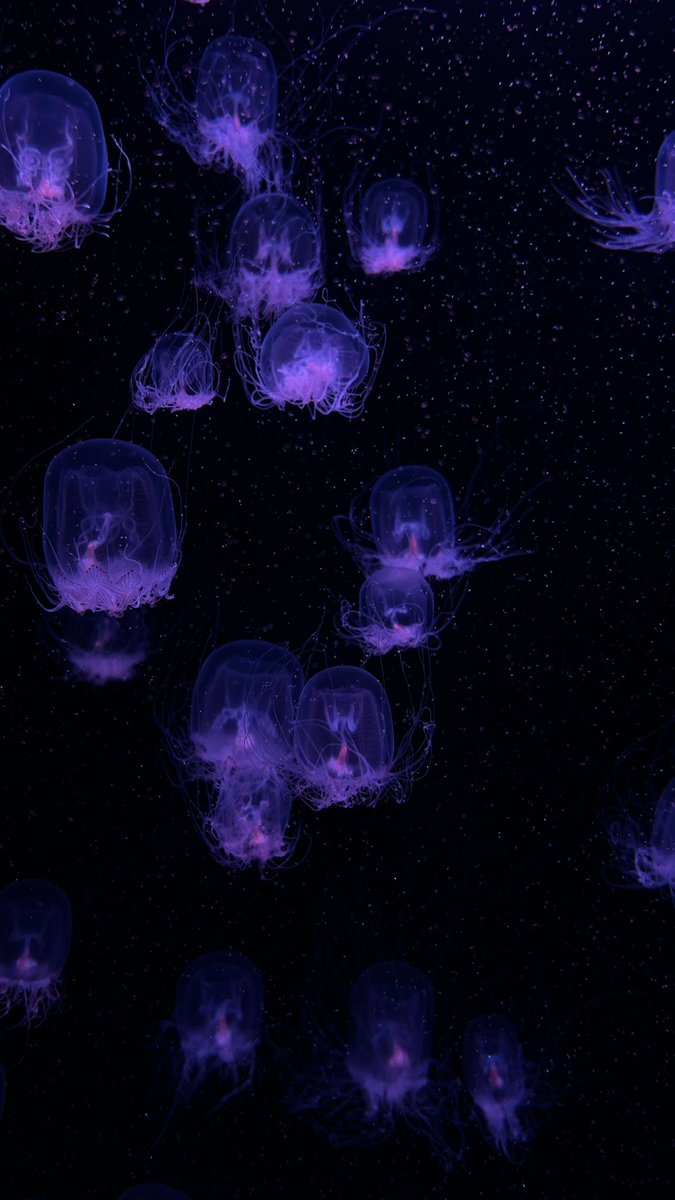 めろいがー tweet media