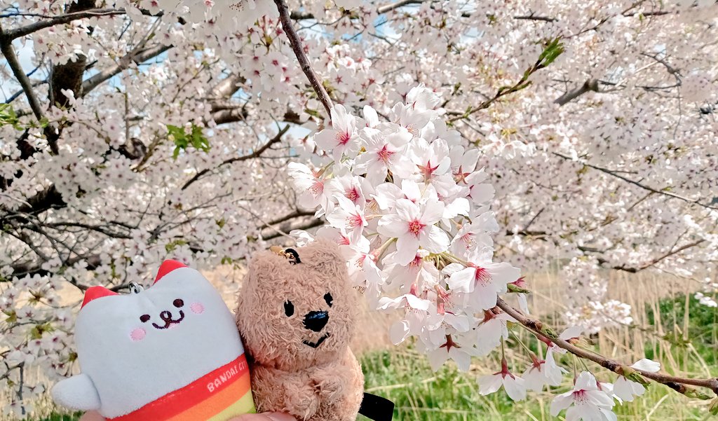 桜を観たクオッカちゃんとばんにゃい。春ですね。🌸🍡
#クオッカちゃんのいる生活
#ばんにゃい