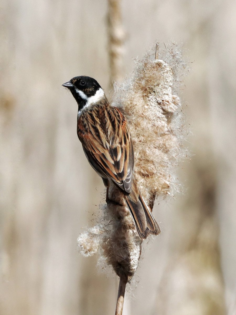 CameraBob5's tweet image. Lots of Reed Buntings around today. #birdphotography #bemersydemossnaturereserve #scottishborders #twitternaturecommunity #reedbuntings #twitterbirdphotography #canon90d #sigma #naturephotography