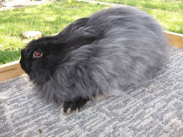 바시토끼 털김새 수준