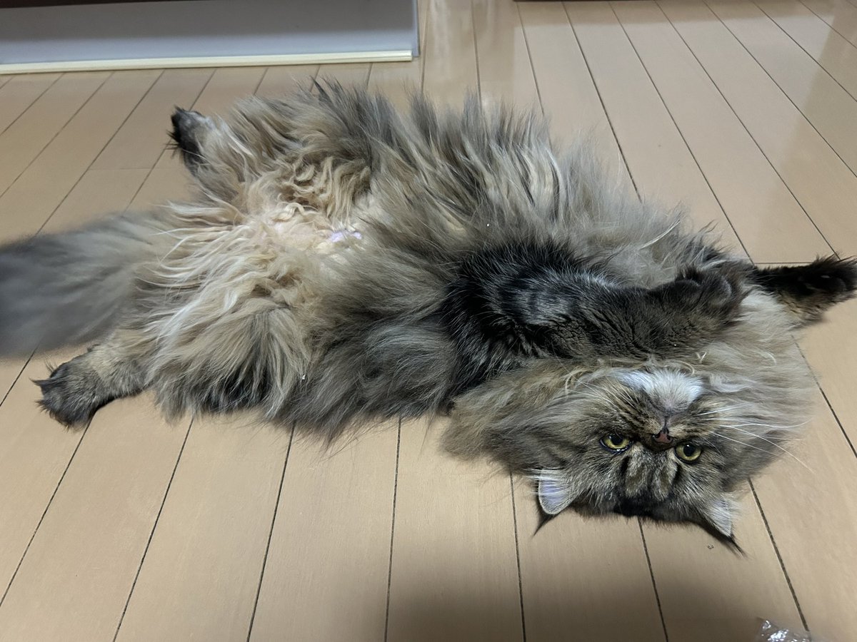 緑風ふわりちゃん命！なヤギのうり tweet media