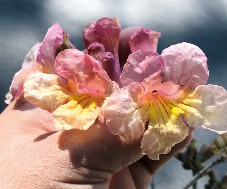 augwstos's tweet photo. @papillonvolant_ @LyuBunnyHelena Ela é um híbrido entre o amarelo e o rosa (espécies diferentes) e gera flores com as duas cores. 👇🏽 fotos da internet, pois nunca vi pessoalmente essa lindeza🥹 https://t.co/tvqQE5eUMK
