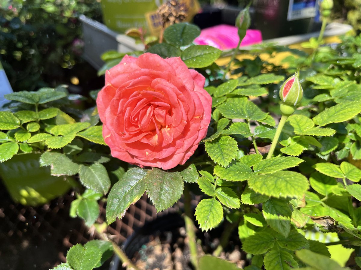 SOUR🦋🗡️ tweet media