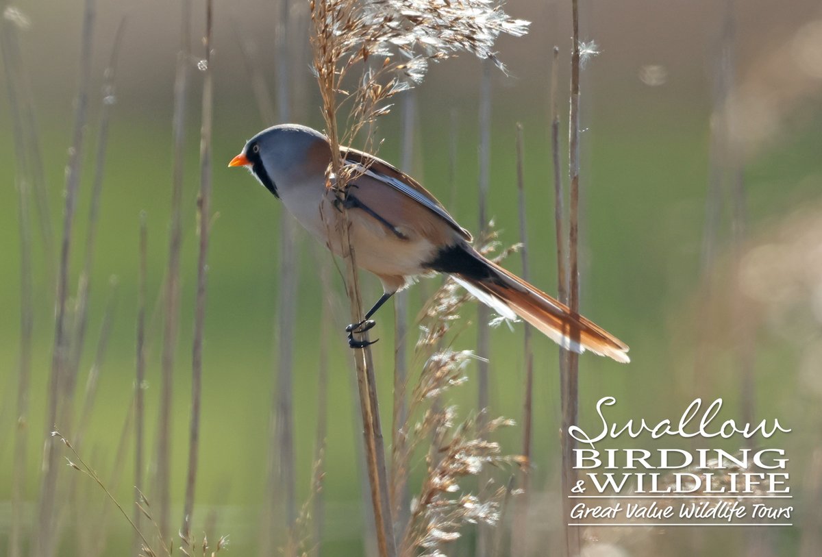 SwallowBirding's tweet photo. Scorchio weather for our day trip to Dungeness on Wednesday 8th April 2026. Highlights inc HEN HARRIER, booming BITTERN, BLK REDSTARTS, COM SCOTER, SANDWICH TERNS, BEARDED REEDLINGS and lots more. #kent #birds #birding #ukbirding https://t.co/LhUsi3kb4N