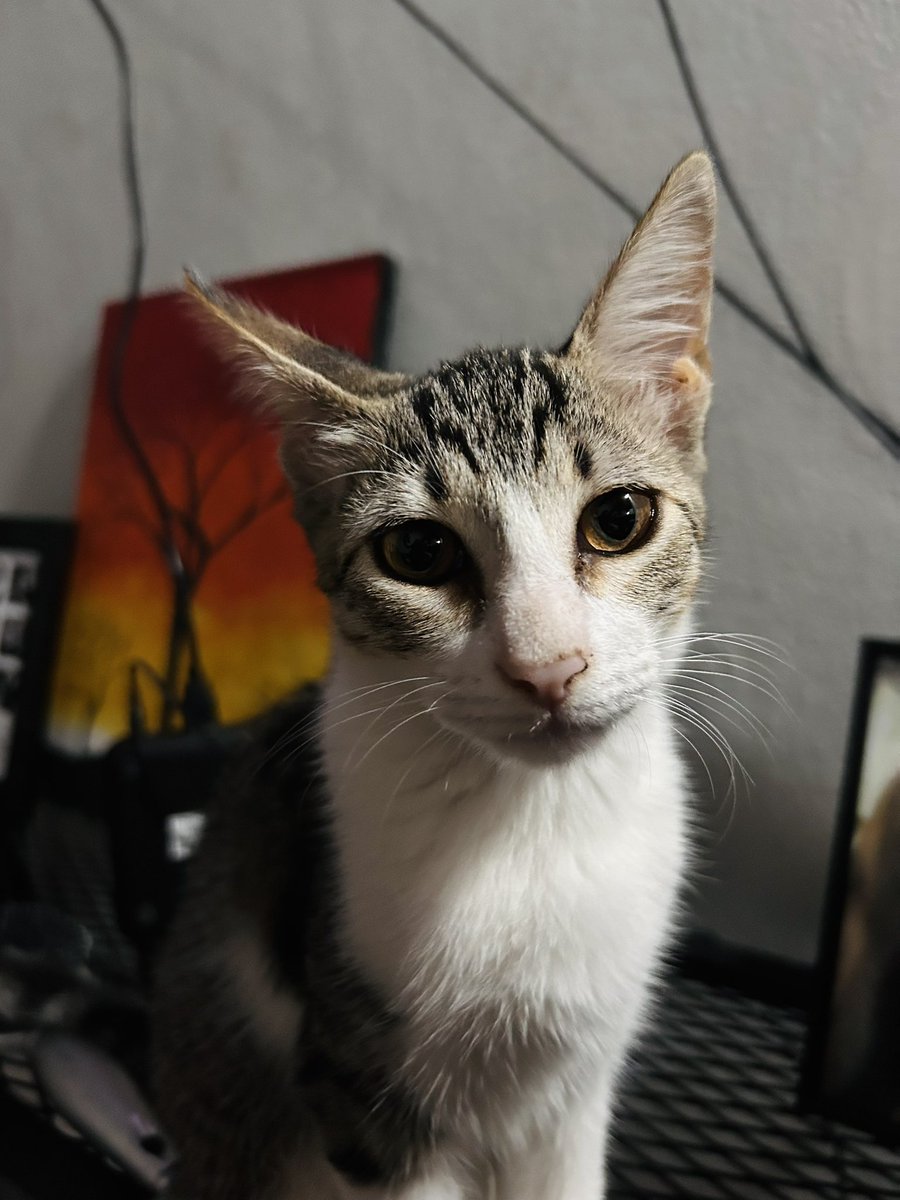 Aguszilli_'s tweet photo. Mi hermosa Eloise 🩵🥰 https://t.co/PfEFgwcbRW