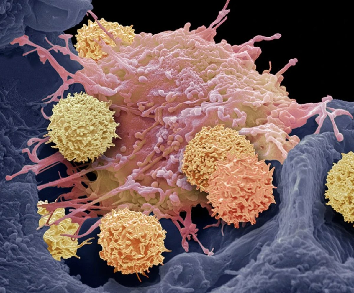 Rosario in Paris ᥫ᭡ tweet media