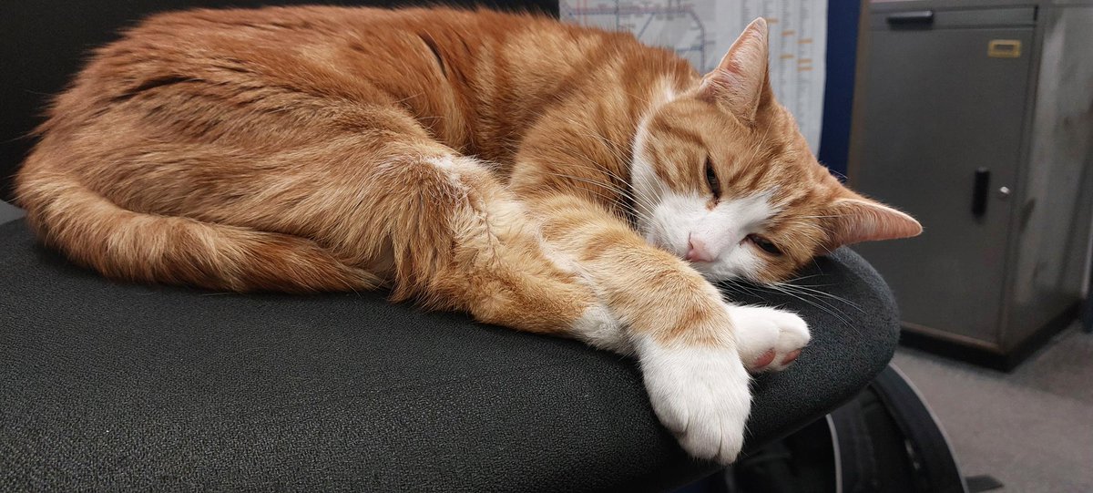 George The Stourbridge Junction Station Cat tweet media