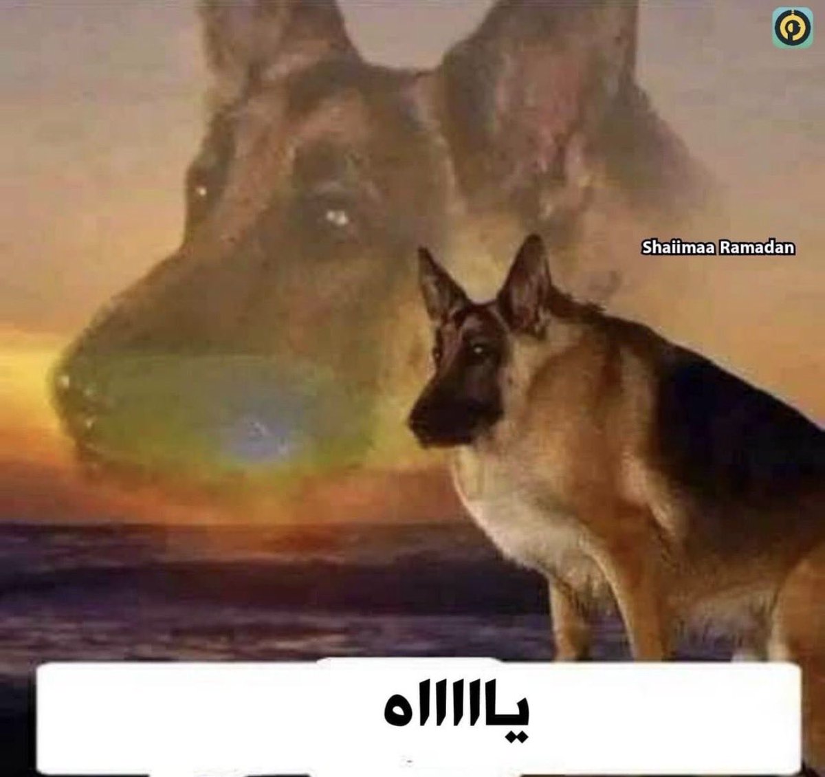 ⋆ ₊ ☽ ·˚𓍲 *⋆ tweet media