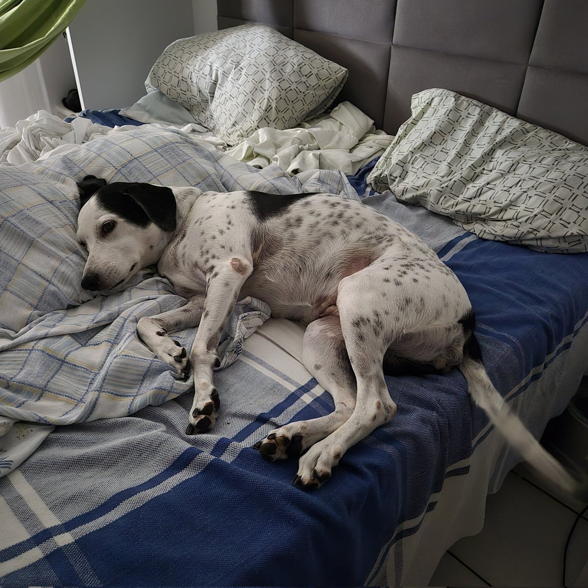 Melena do Manuel Carlos tweet media