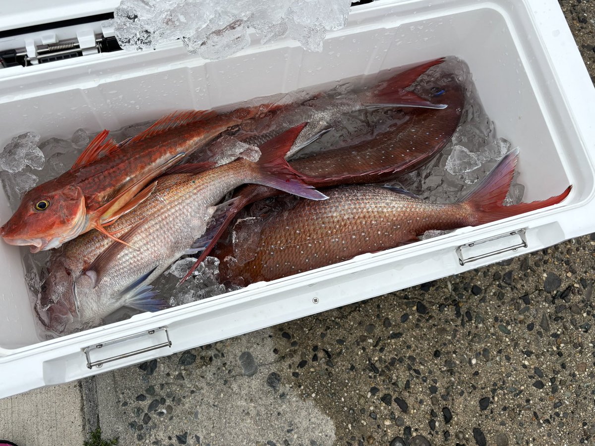 ２日連続釣り行きまして

日曜日は鯛２枚と色々
月曜日は鯛５枚とホウボウ

デカそうなのかかったときに切られてＴＧ5000円海に課金して、、、１０分くらい頭かかえて釣りできないくらいには凹んだ
フグのいないこの時期に課金するとは
