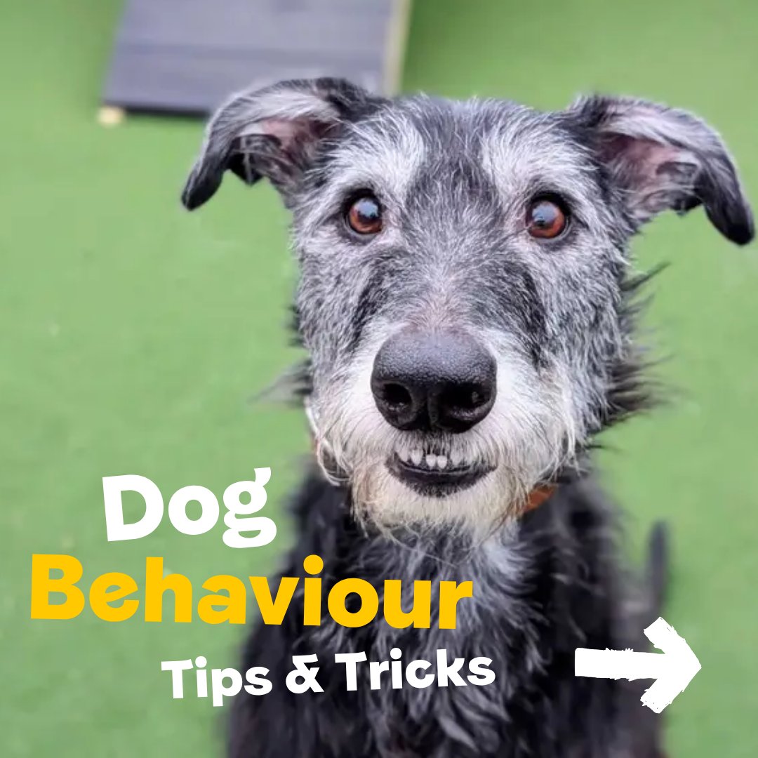 DogsTrust's tweet image. If your dog struggles with one or a few of these topics, you're not alone💛

Whether it’s a small question or a behaviour that feels overwhelming, it’s absolutely ok, and encouraged, to ask for help...