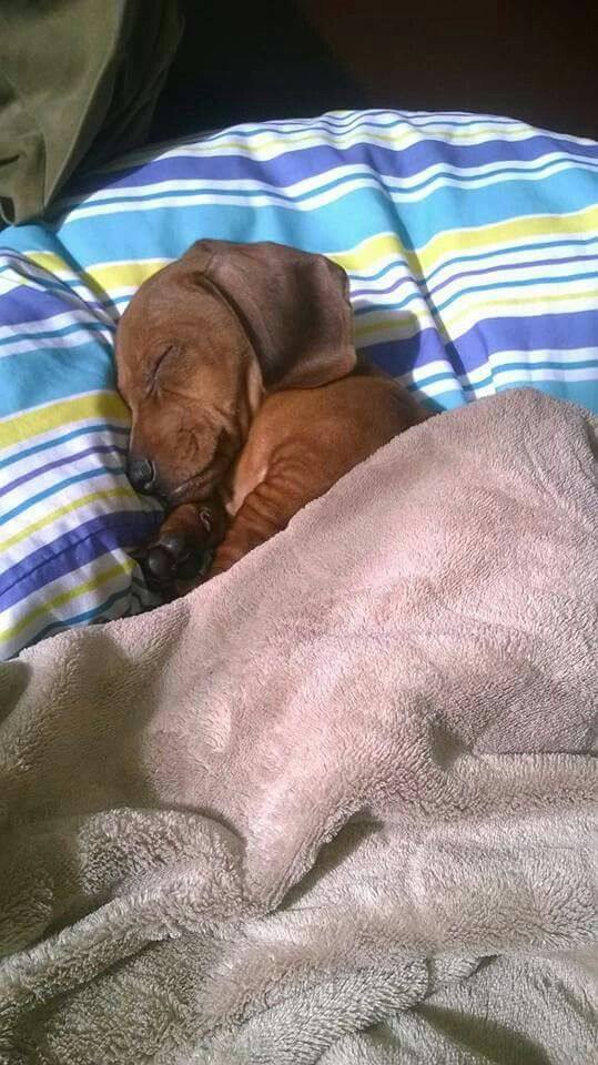 dachshundbonus's tweet image. Can you show me your sleep photo?  😅 #dachshund #doxie #dog #puppy #funny