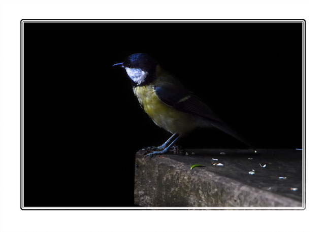 photos_dsmith's tweet image. A #greattit pondering its next move at Reddish Vale #Country #Park in the North West of #England. Shot using #Nikon by an #awardwinning #photographer / #photography #business. See more #photos at darrensmith.org.uk or #birdphotography #naturephotography #animalphotography