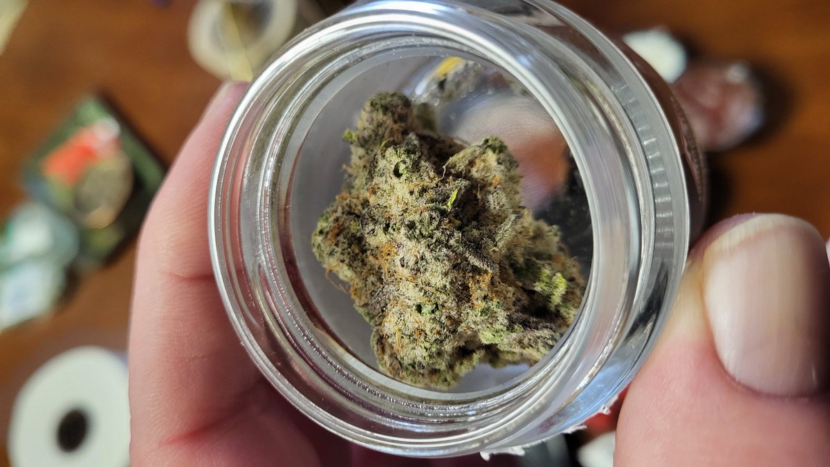 Maine Coon Cats tweet media