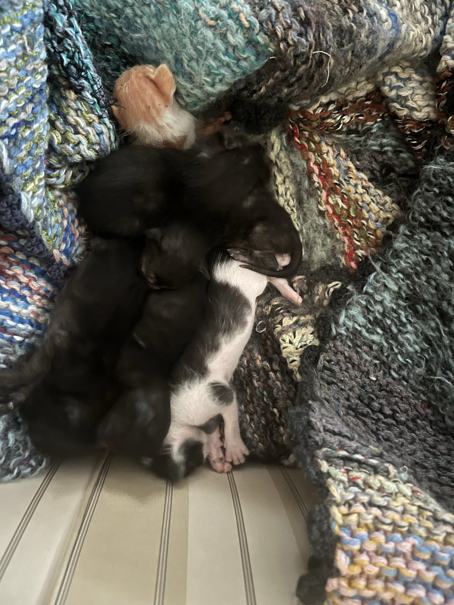 yakuzura tweet media