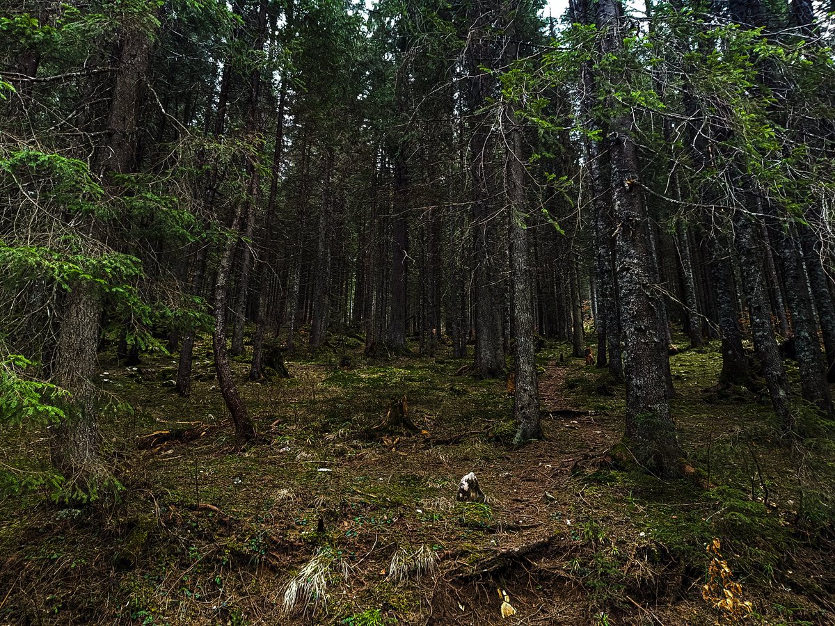 tanamy_'s tweet image. I miss this place , can't wait to be warm weather again 
#forest