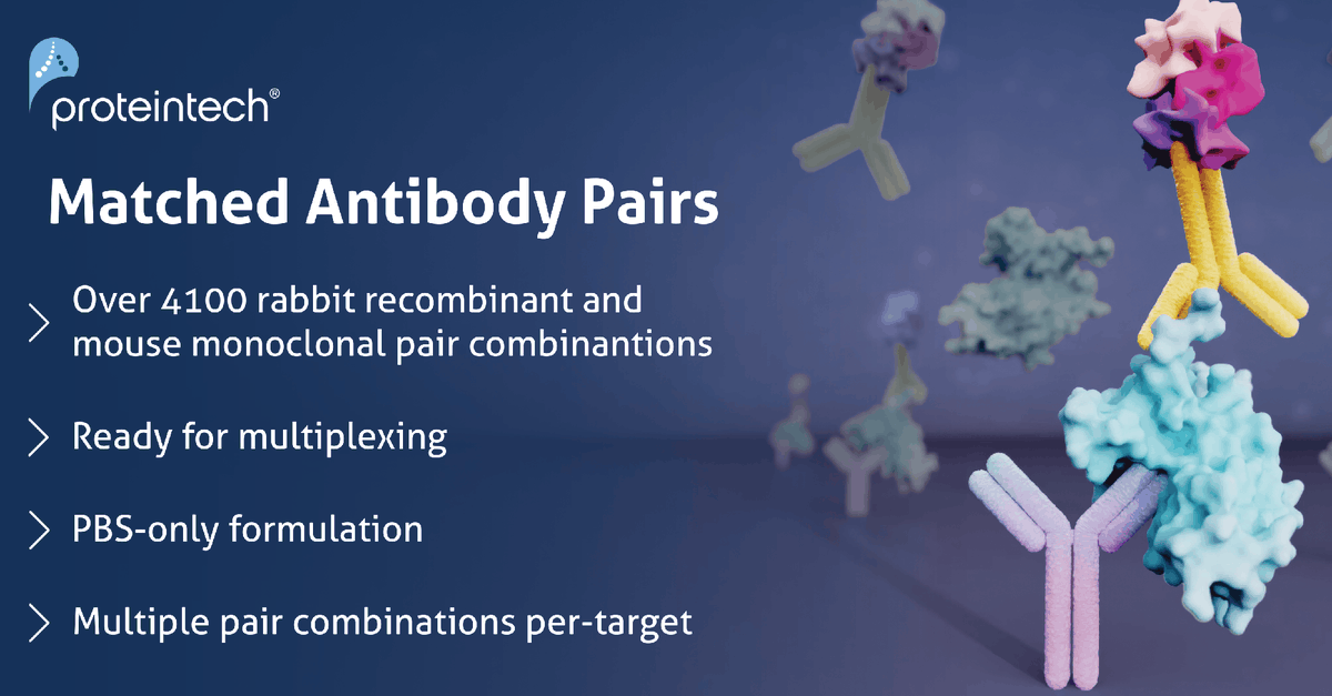 Proteintech's tweet image. Proteintech’s Matched Antibody Pairs are the perfect tools for assay building.

Browse through our offering of over 4100 pairs, the largest in the industry, and get closer to a viable assay product.

Learn more: bit.ly/4t7zJRA

#antibodies #lifescience #assaydevelopment