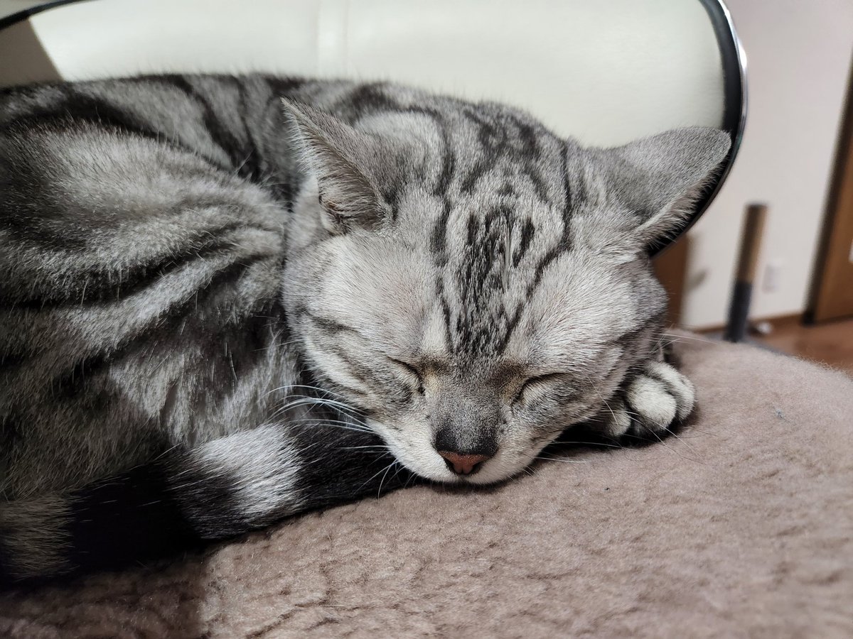 COMさん(愛猫EVE) tweet media