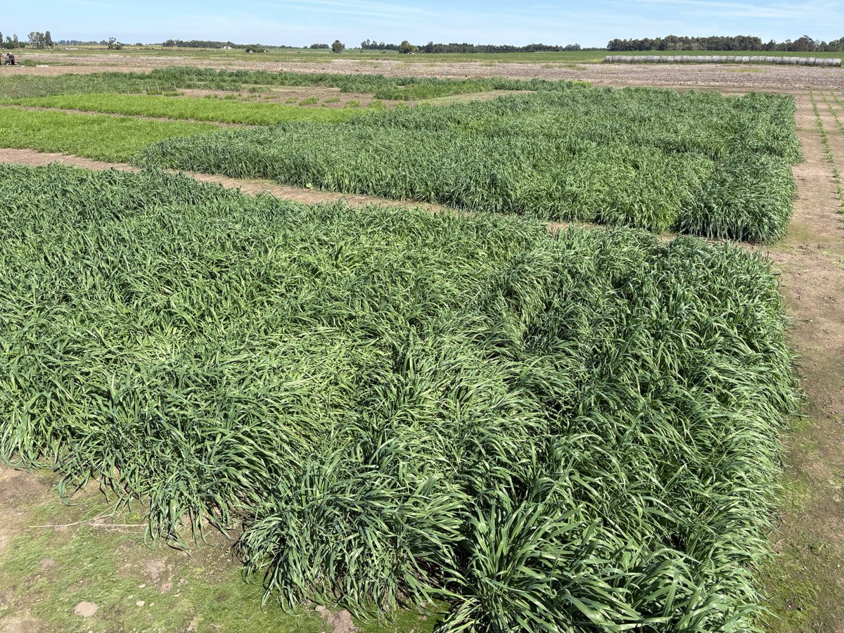 Pasture Genetics tweet media